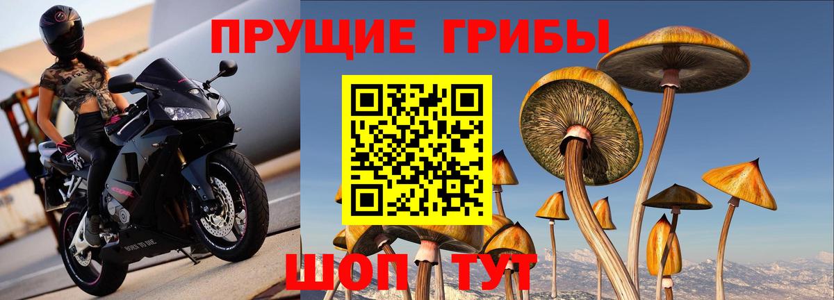 Псилоцибиновые грибы Psilocybe Мытищи